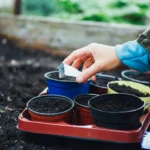 Gardening Basics: The Ultimate Beginner’s Guide