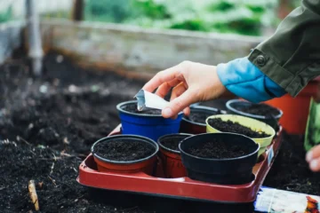 Gardening Basics: The Ultimate Beginner’s Guide