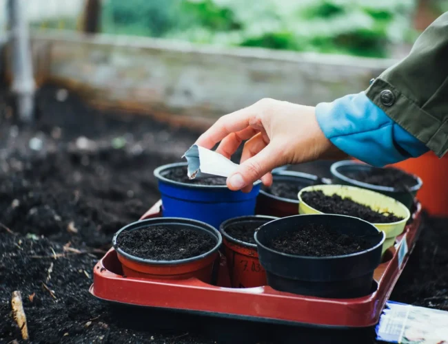 Gardening Basics: The Ultimate Beginner’s Guide