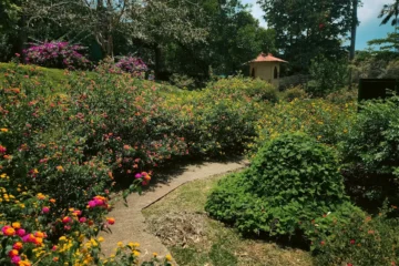 Small Garden Design Ideas for Urban Spaces