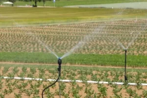 Watering and Feeding