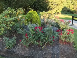 garden with sedums
