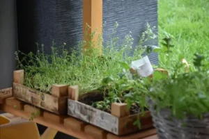Repurpose pallets into herb walls
